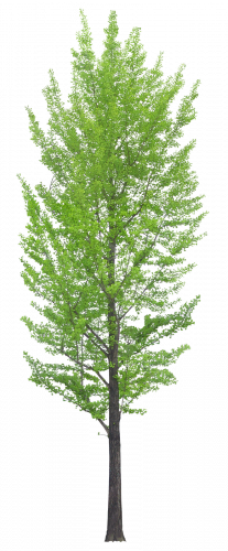 green leaf arbol tree transparent